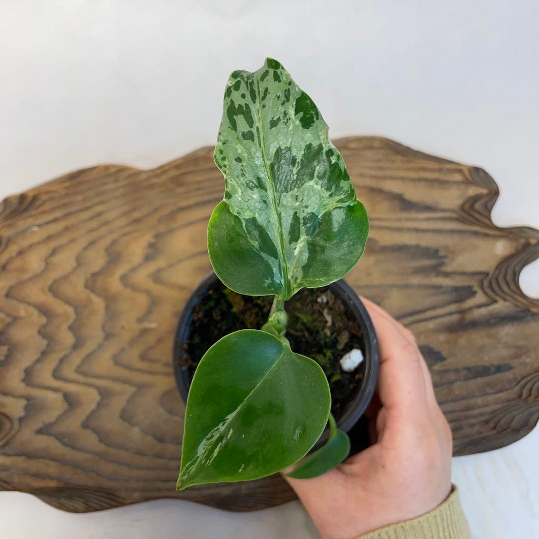 q18品種保証！斑入り保証！Bulbasaurモンステラ バルバソー フシギダネ