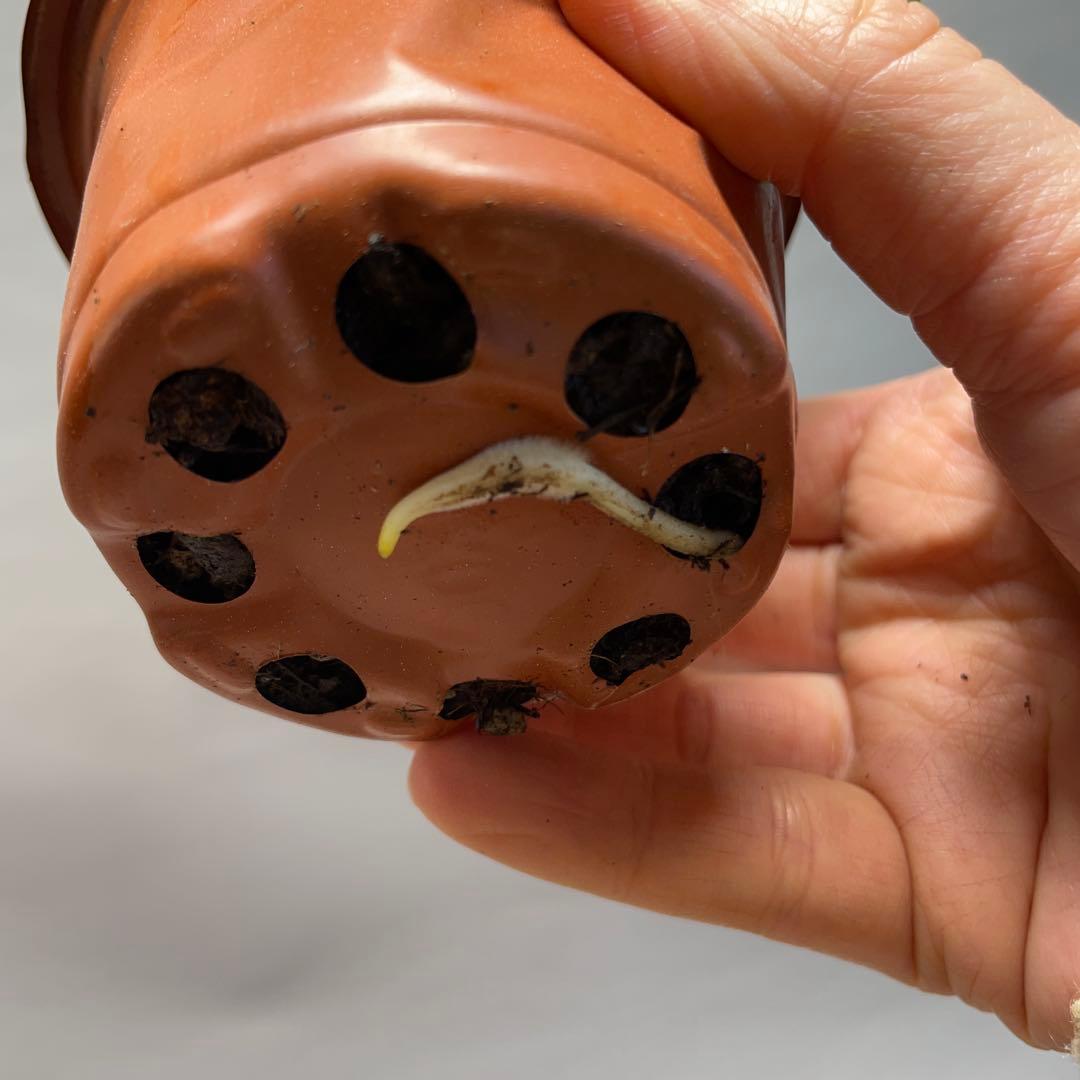 q18品種保証！斑入り保証！Bulbasaurモンステラ バルバソー フシギダネ