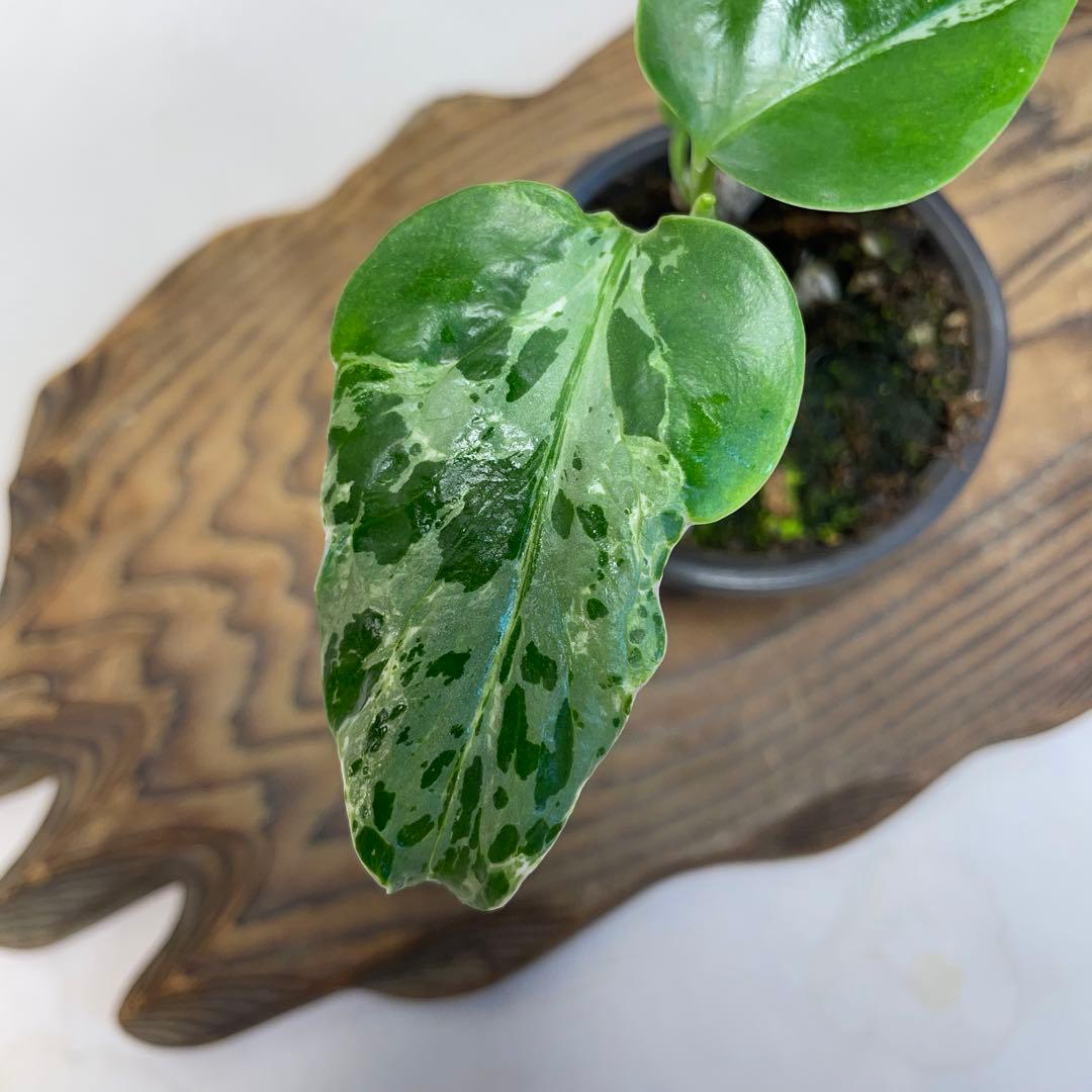 q18品種保証！斑入り保証！Bulbasaurモンステラ バルバソー フシギダネ