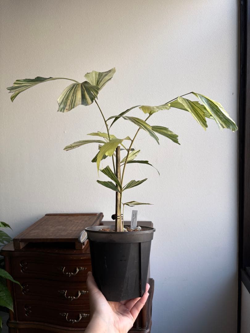 大株 クジャクヤシ斑入り Caryota mitis variegated 5号 - メルカリ