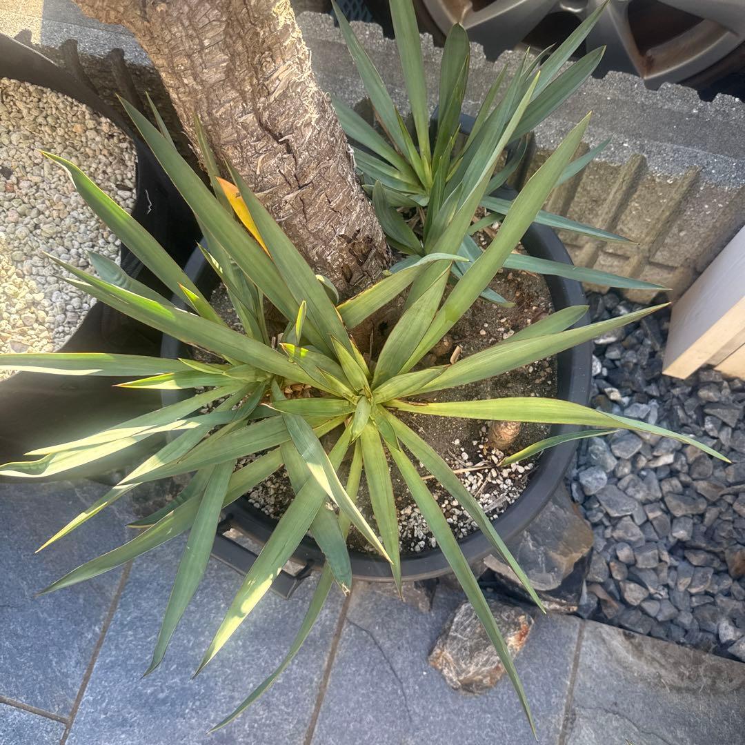 ユッカグロリオサ 分頭！ 子株も有り 芋付き 1.4m以上 直接取り引き