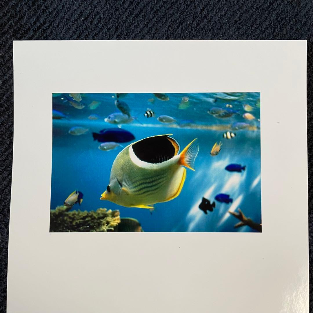 動作確認済】MD-5500・昇華スタータキット - メルカリ