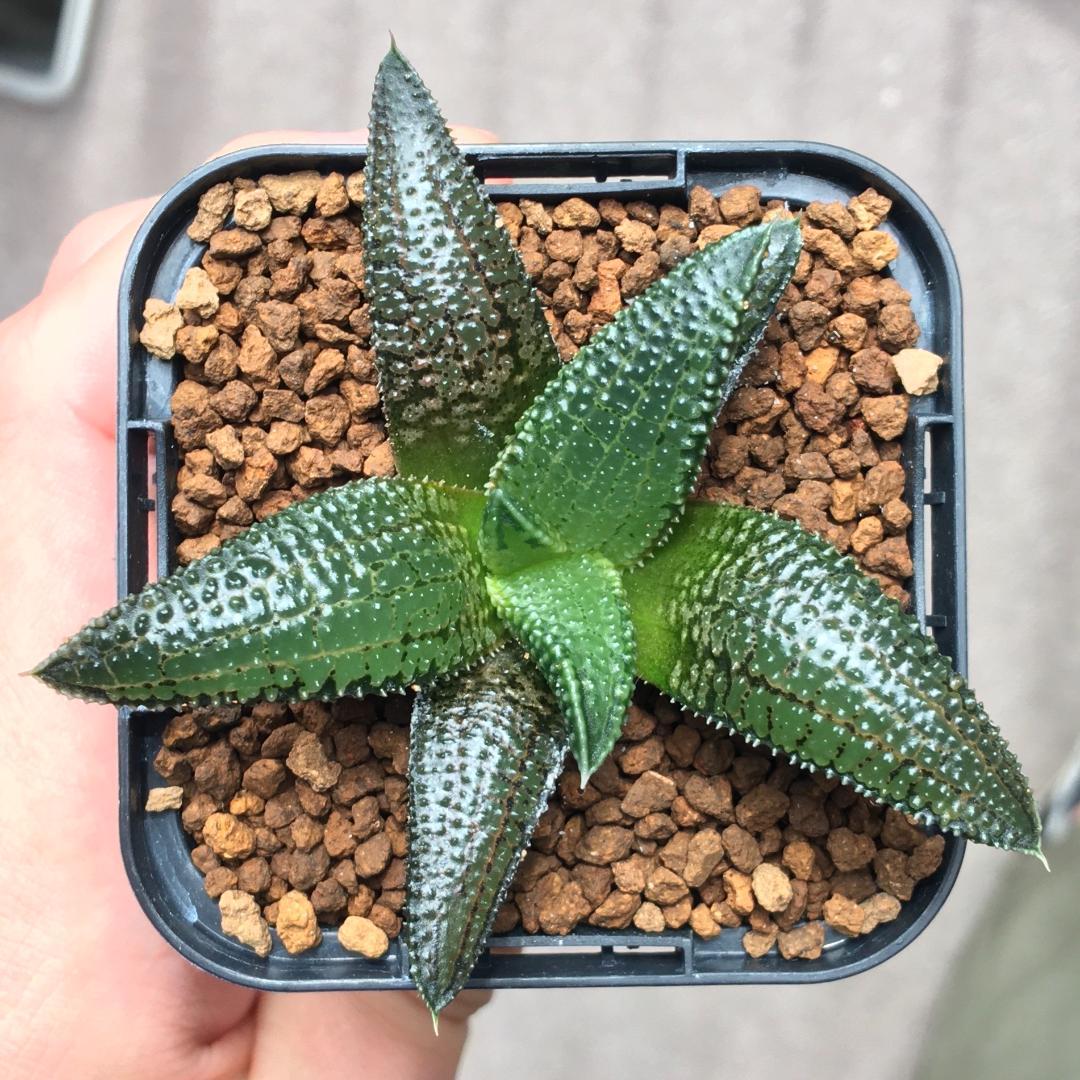 ハオルチア コエルマニオルム ハオルチオプシス 多肉植物 - メルカリ