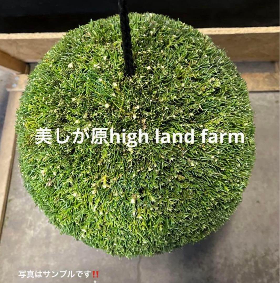 杉玉 約40センチ ‼️縁起物 丸くて幸せ 家族円満 商売繁盛♪ - メルカリ