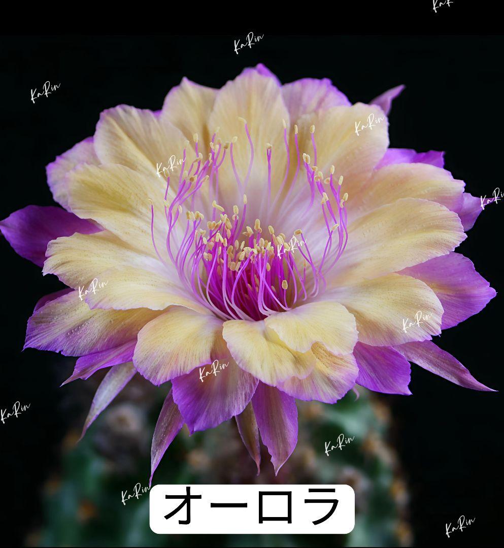 34-オーロラ 人気花サボテン ロビビア属 複色咲き 群開花 カキコ