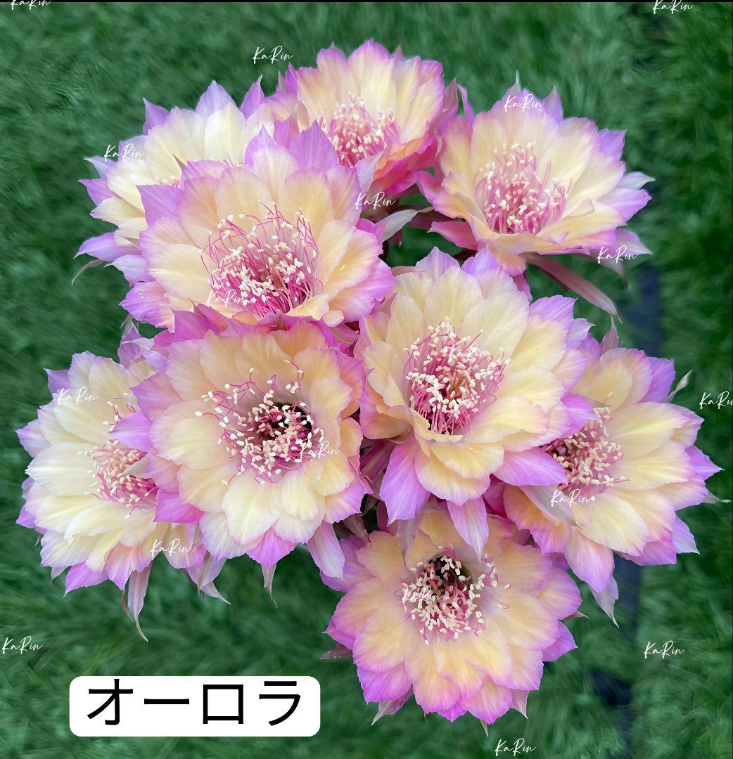34-オーロラ 人気花サボテン ロビビア属 複色咲き 群開花 カキコ