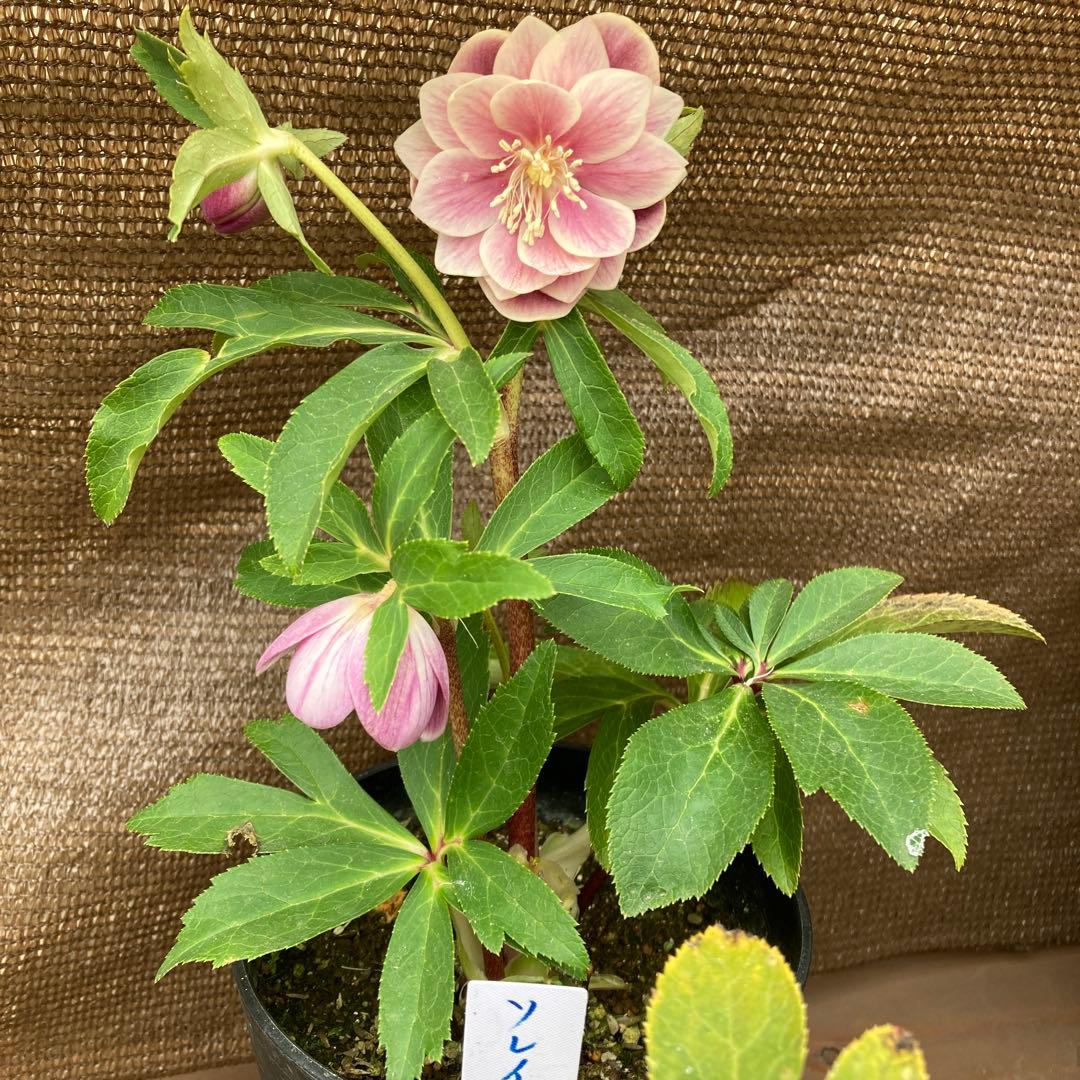 クリスマスローズ開花株 広瀬園芸 ピンクソレイユ - メルカリ