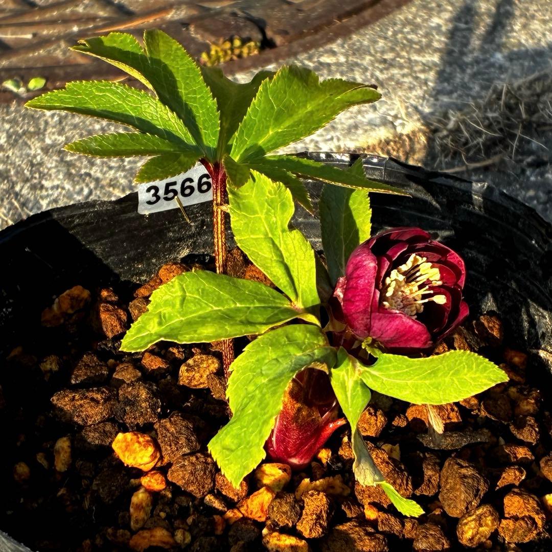 か*l様 3566☘️蕾花付き☘️⭐️コロコロ小輪⭐️紅赤オーレア⭐️コンパクト