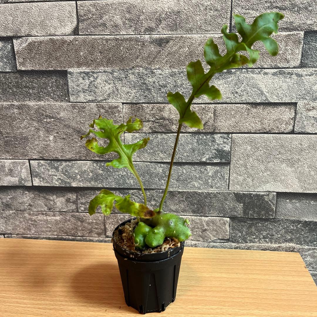 レカノプテリス・タツタ ① Lecanopteris Tatsuta - メルカリ