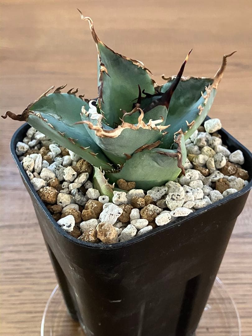 モ*ギ様 【初売りオークション】49 REZA産　長棘　アガベ　TARANTUL