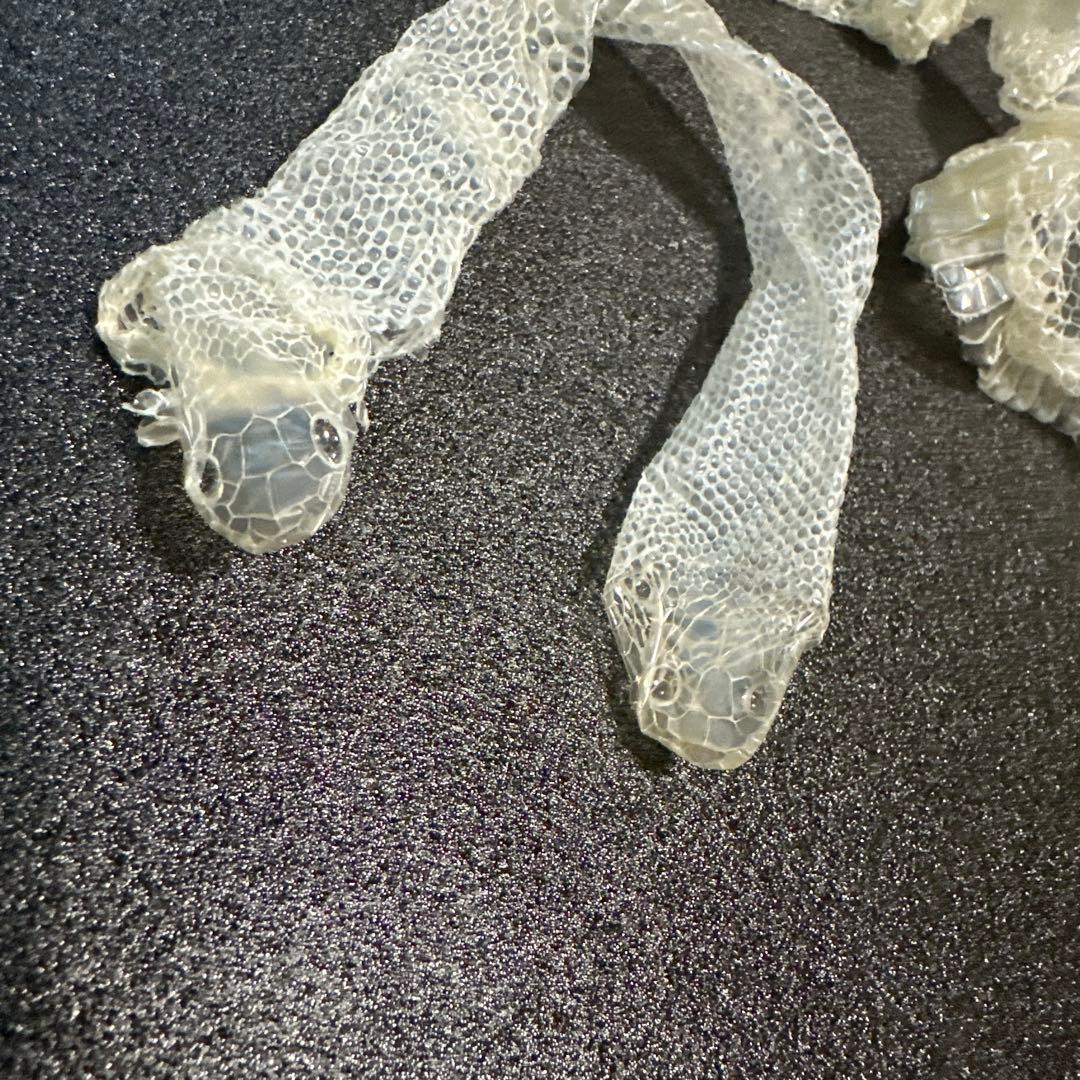 白蛇の抜け殻 - メルカリ