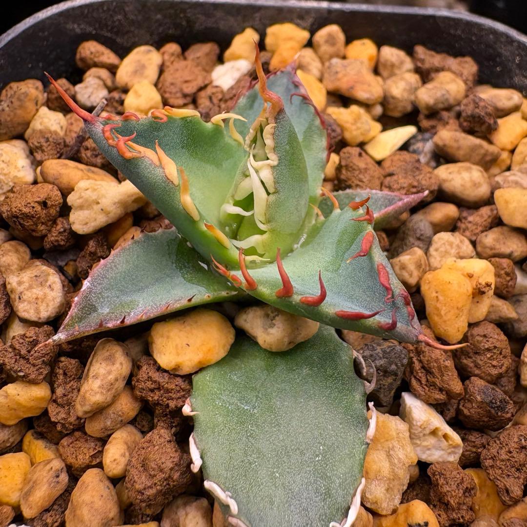 が*る様 エボリbb 胴切り　子株　発根済　エボリスピナ　ハイブリッド