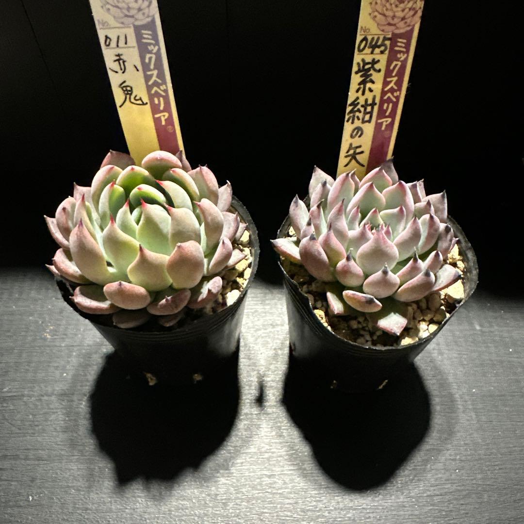 か*ん様 おらいさん苗10点セット　今回でラスト！　可愛い子ちゃんセット　札なし