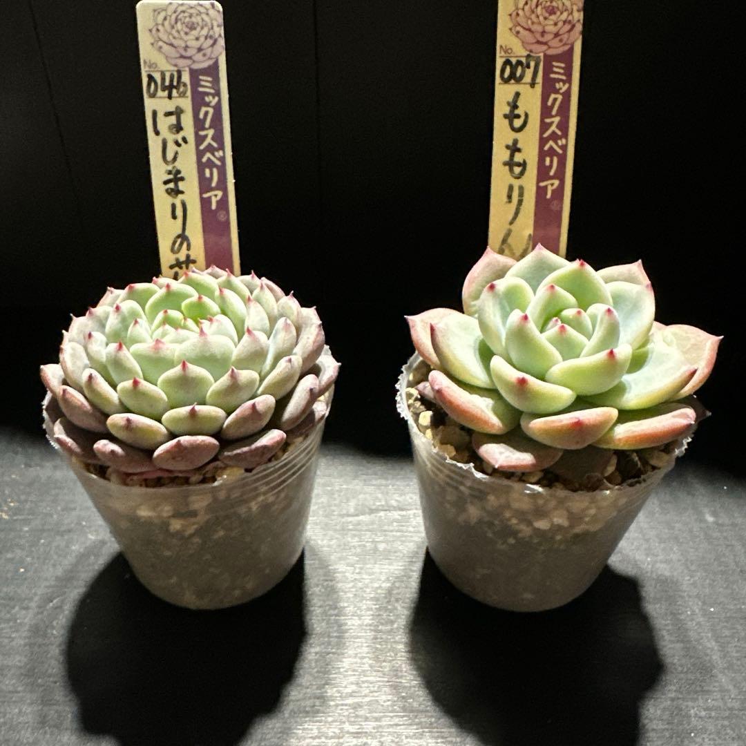 か*ん様 おらいさん苗10点セット　今回でラスト！　可愛い子ちゃんセット　札なし