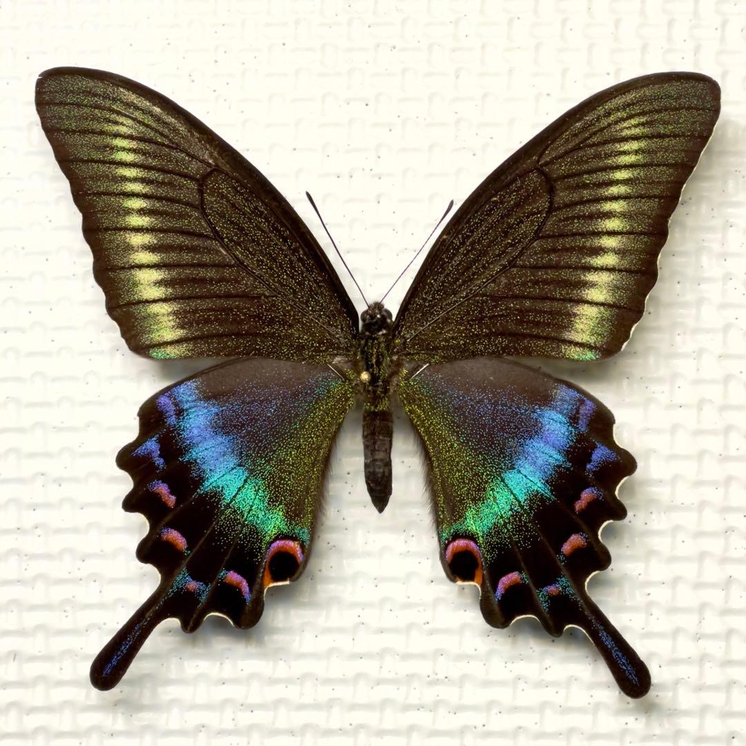 蝶標本 美麗ミヤマカラスアゲハ夏型♂♀ 北海道産 採集品良品