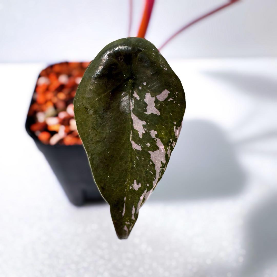 アロカシア シャントリエリ ピンク斑入り 斑入り少なめお買い得品