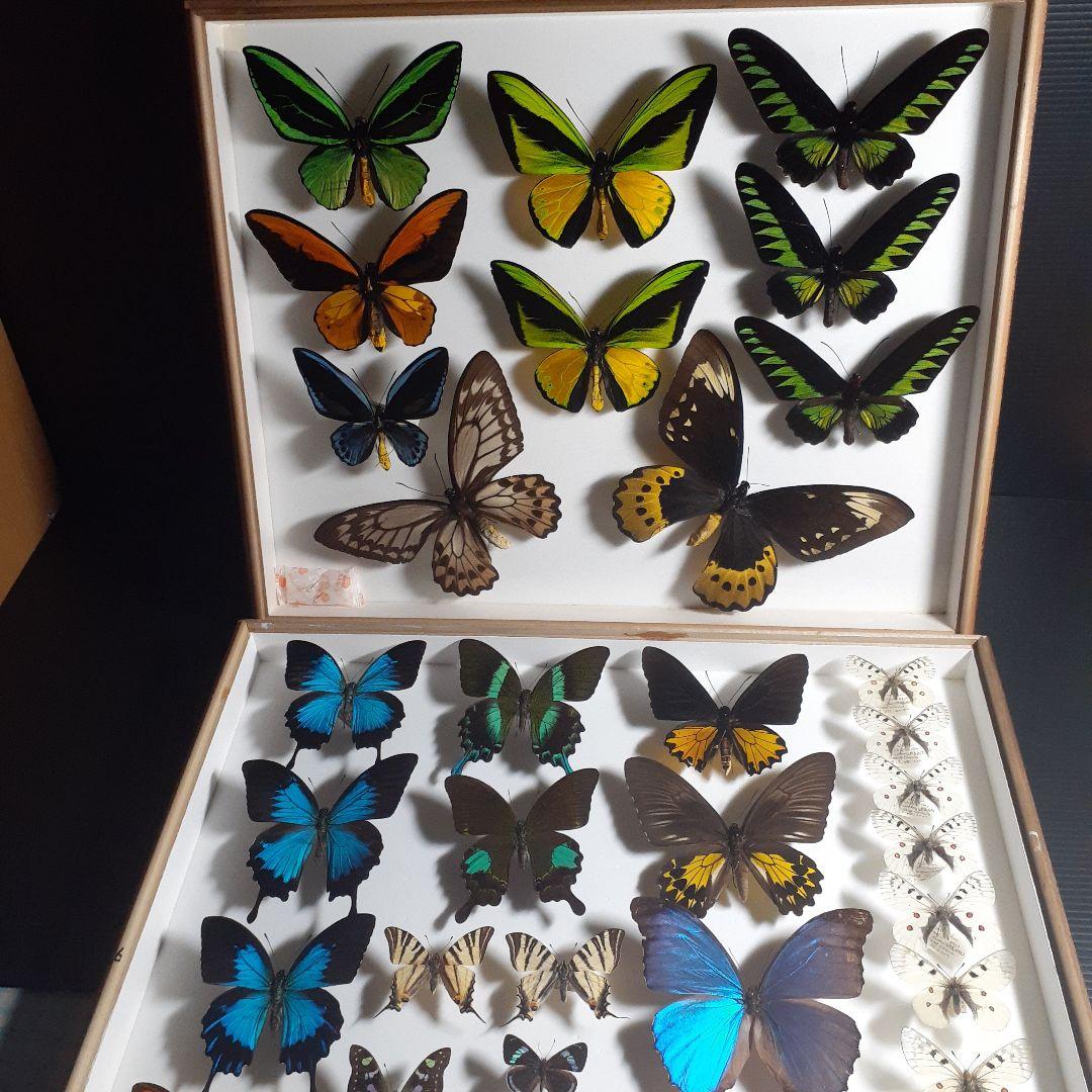 蝶標本　トリバネアゲハ、オオルリアゲハなど19種37頭　大型ドイツ標本箱２箱入り 蝶標本トリバネアゲハ、オオルリアゲハなど19種37頭大型ドイツ標本箱2