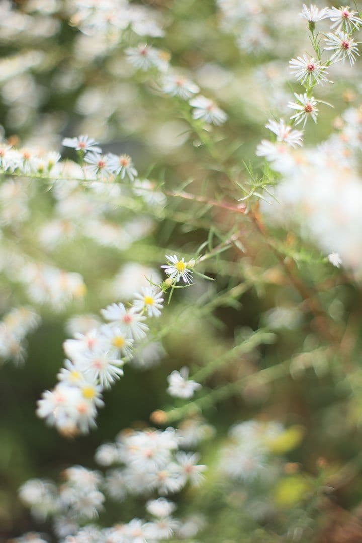 《希少》RICOH XR RIKENON 50mm F1.7 初期型【美品】