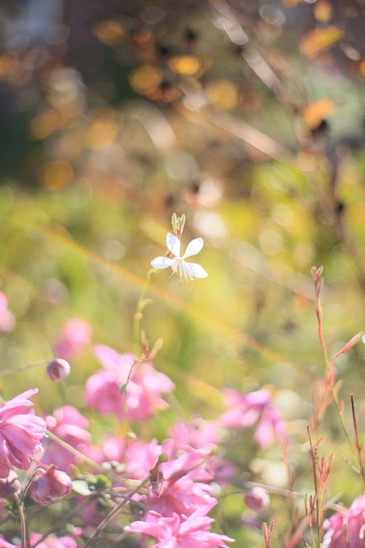 《希少》RICOH XR RIKENON 50mm F1.7 初期型【美品】