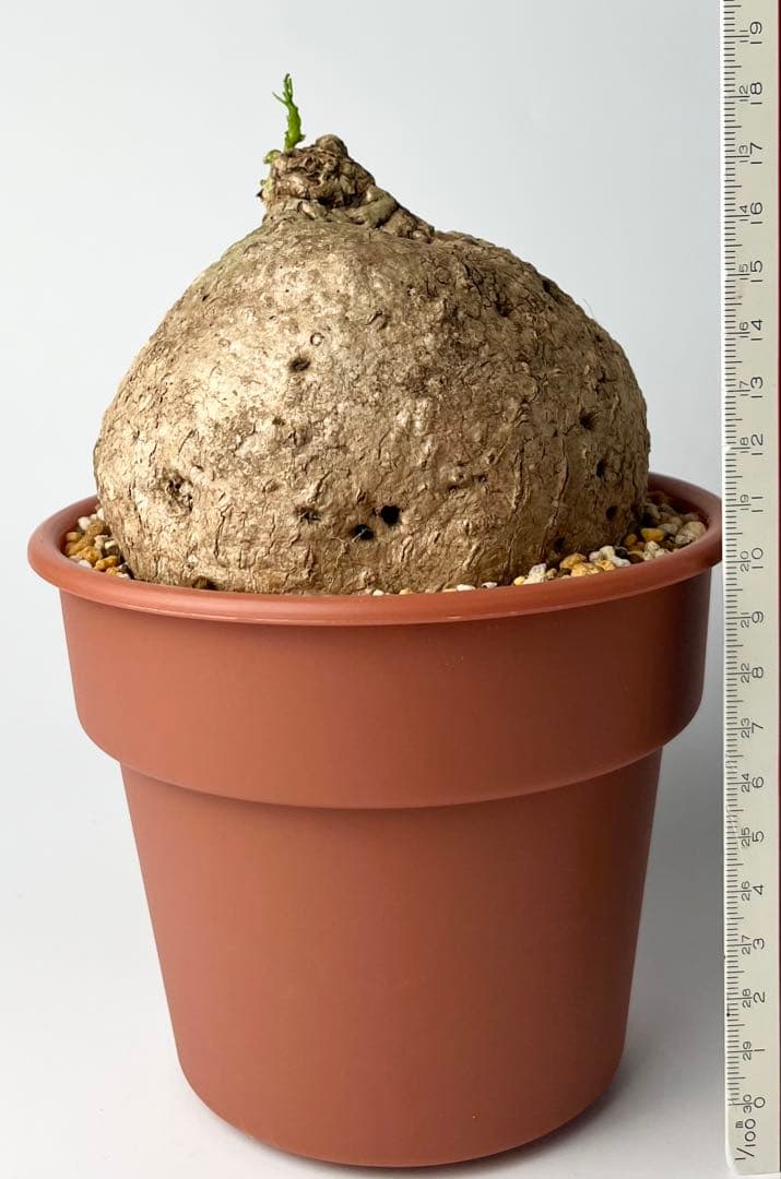 激レア/極美/大株/塊根植物】アデニア ペナンギアナ 鉢植え - メルカリ