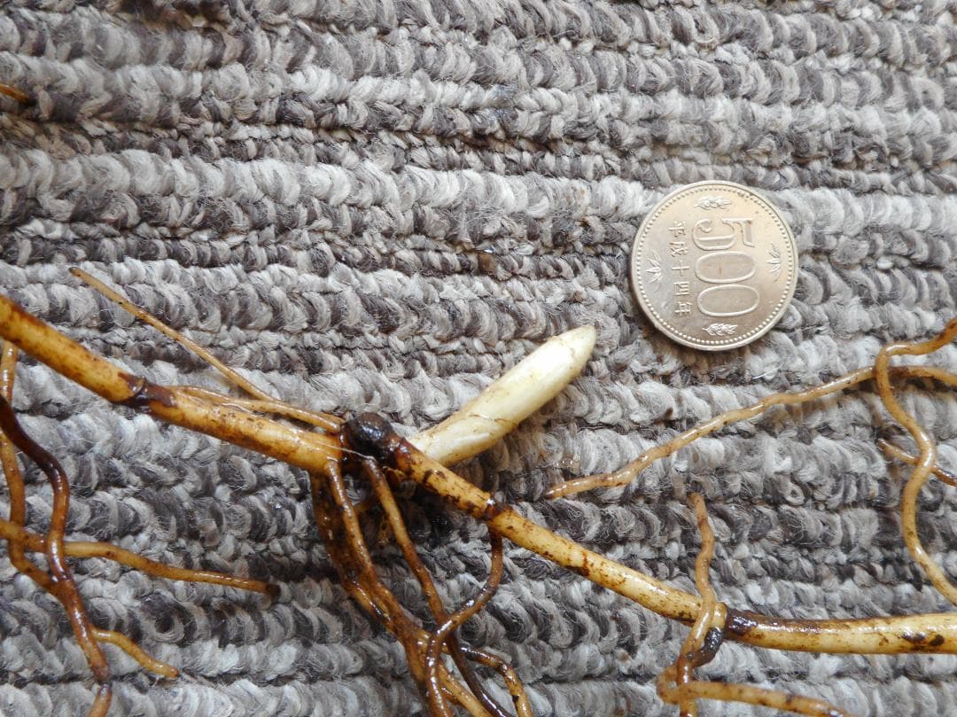 山野草（ラン科） 日本クマガイソウ 2花芽株 - メルカリ