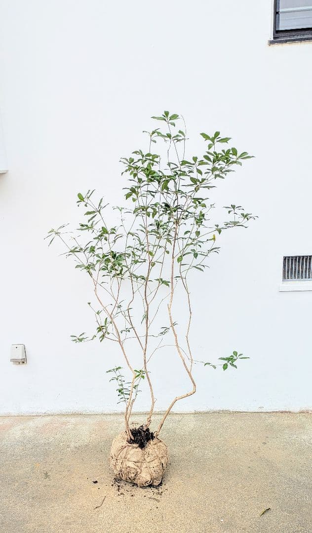 優良。山採りアセビ。