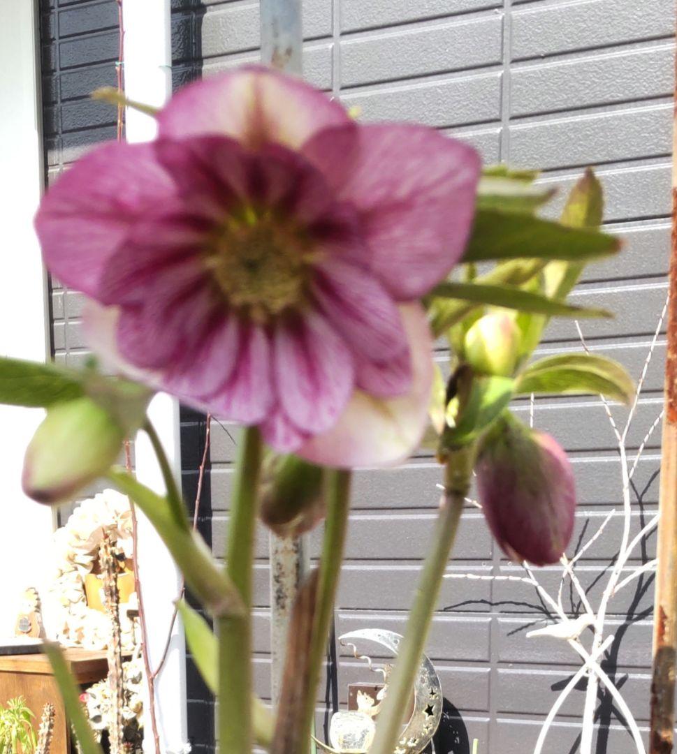 クリスマスローズ 株分け苗 - メルカリ