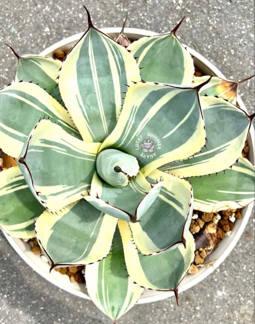 アガベ パリートランカータ オリザバ orizaba 発根済み極上斑入り美株