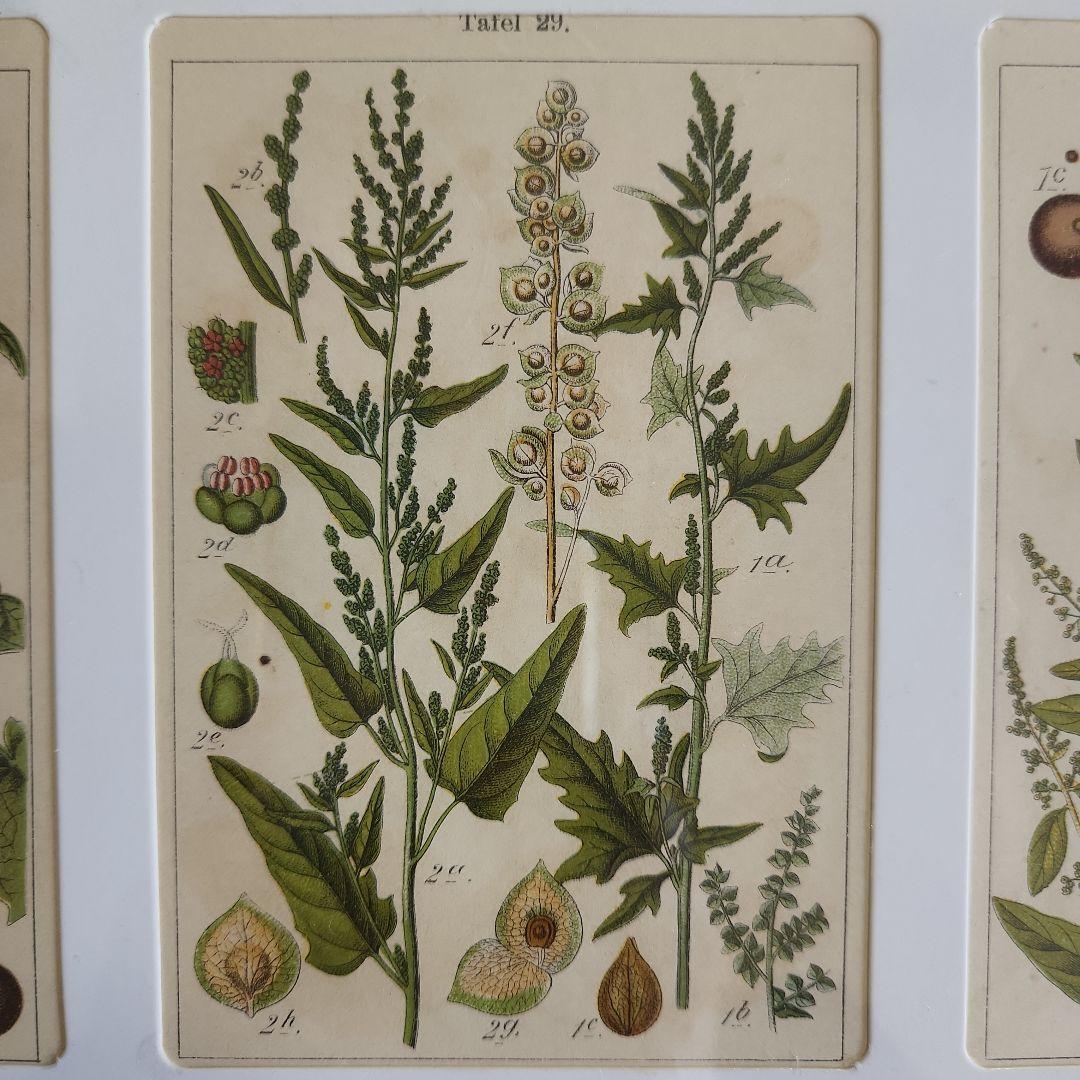ボタニカルアート 植物図鑑 リトグラフ アンティーク 植物画 絵画