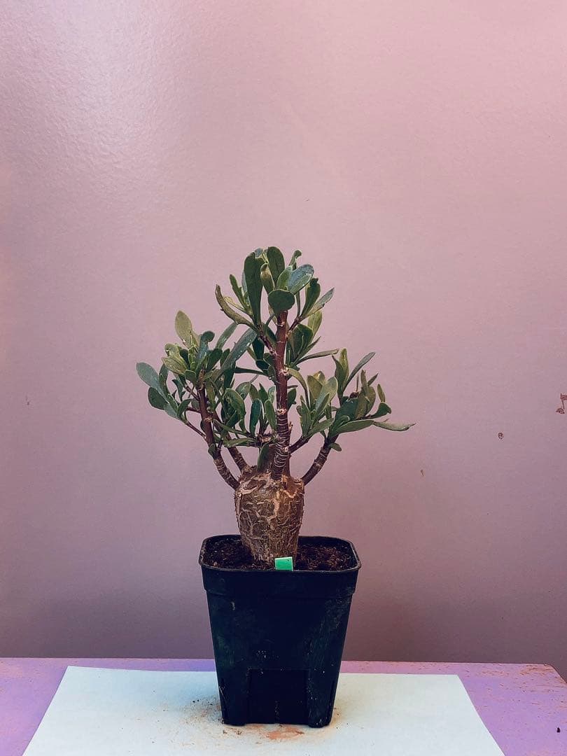 myu様 リクエスト 5点 まとめ商品