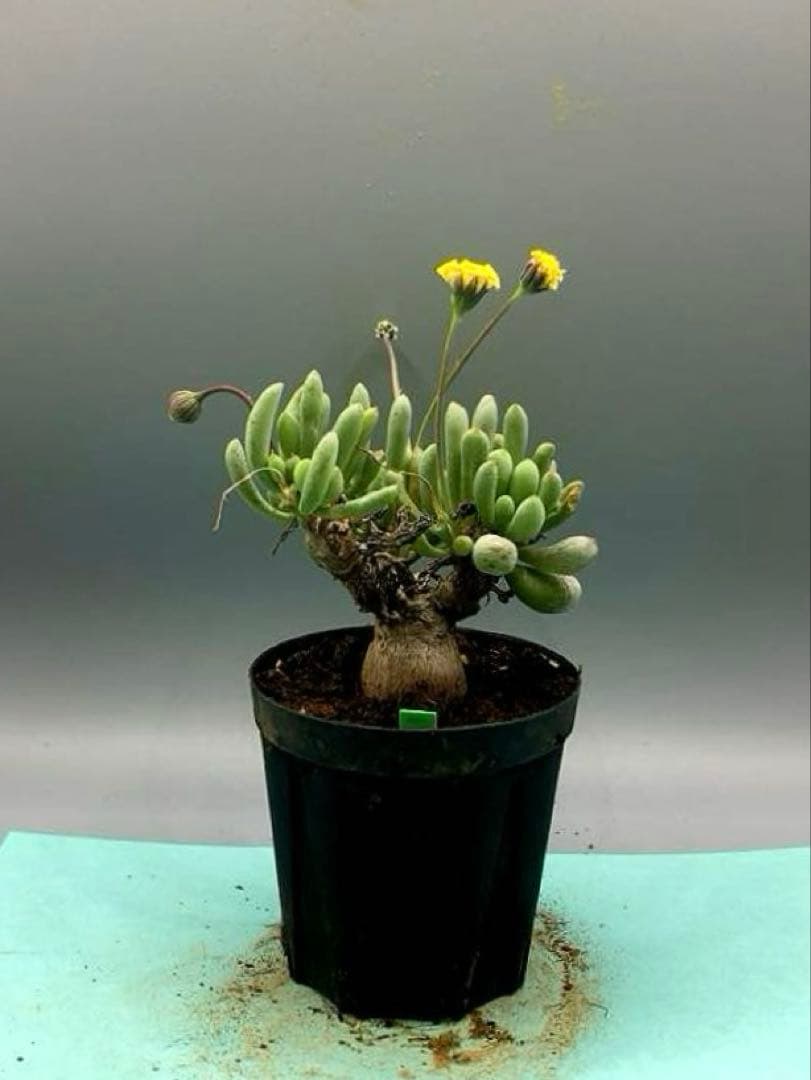 myu様 リクエスト 5点 まとめ商品