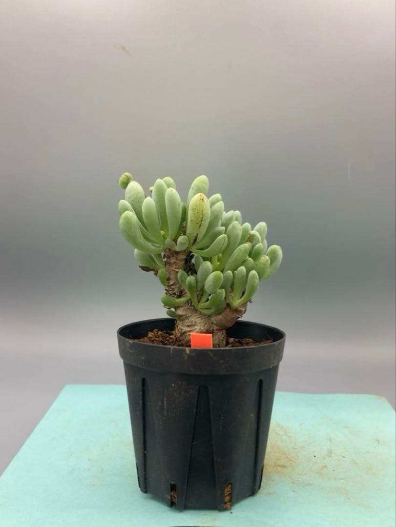 myu様 リクエスト 5点 まとめ商品