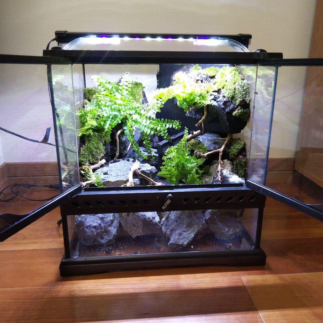 受注生産】グラステラリウム3030 イモリウム 苔テラリウム - メルカリ