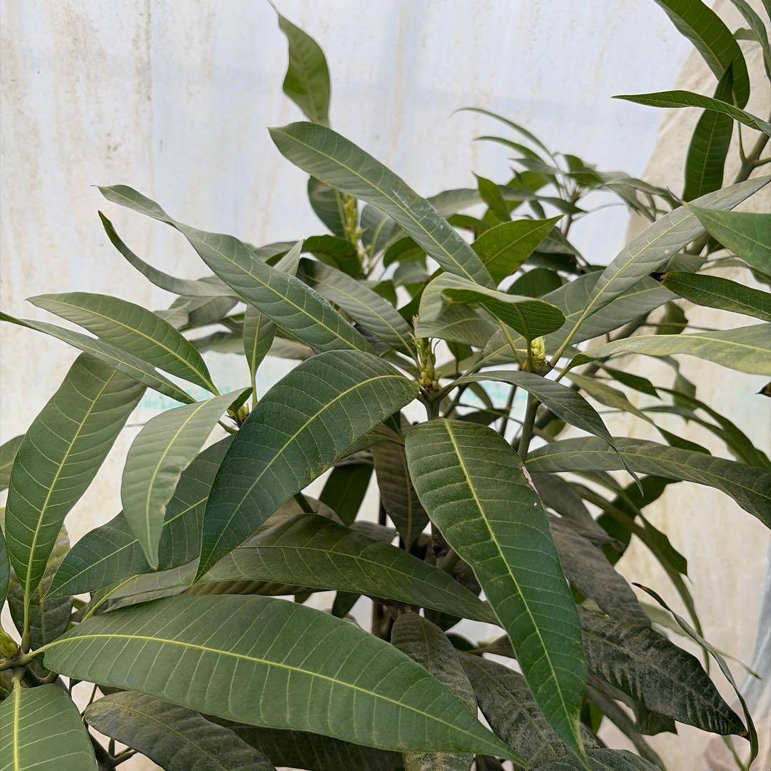 指宿在来の黄色い実のなるマンゴー 10号特大 - メルカリ