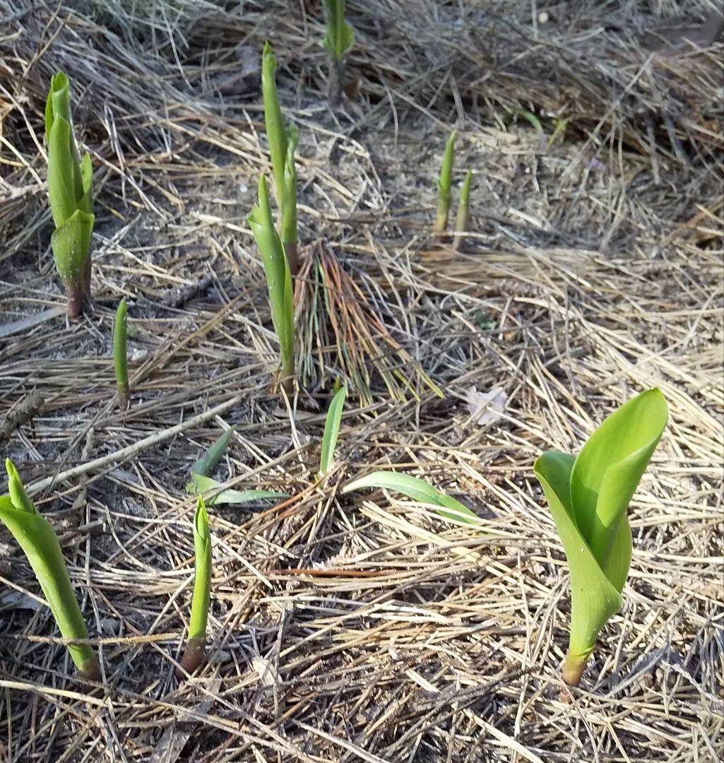 日本すずらん 苗 芽 12個くらい - メルカリ