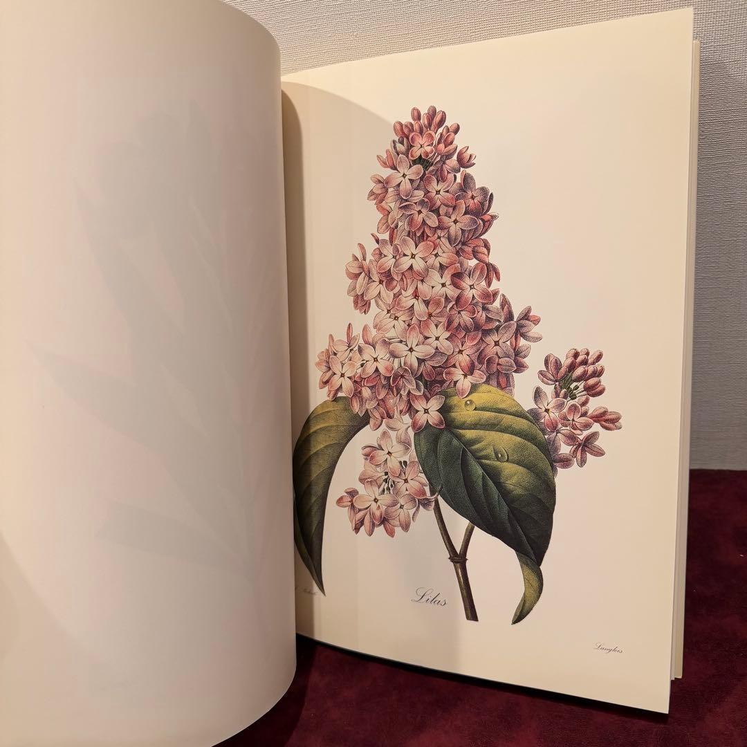 223B②1997年植物図鑑 植物画 洋書古書 ジャンクジャーナル ボタン