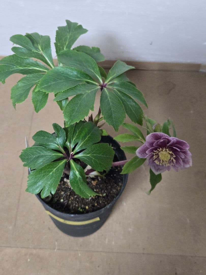 ☆広瀬園芸☆クリスマスローズ☆5号鉢☆ - メルカリ