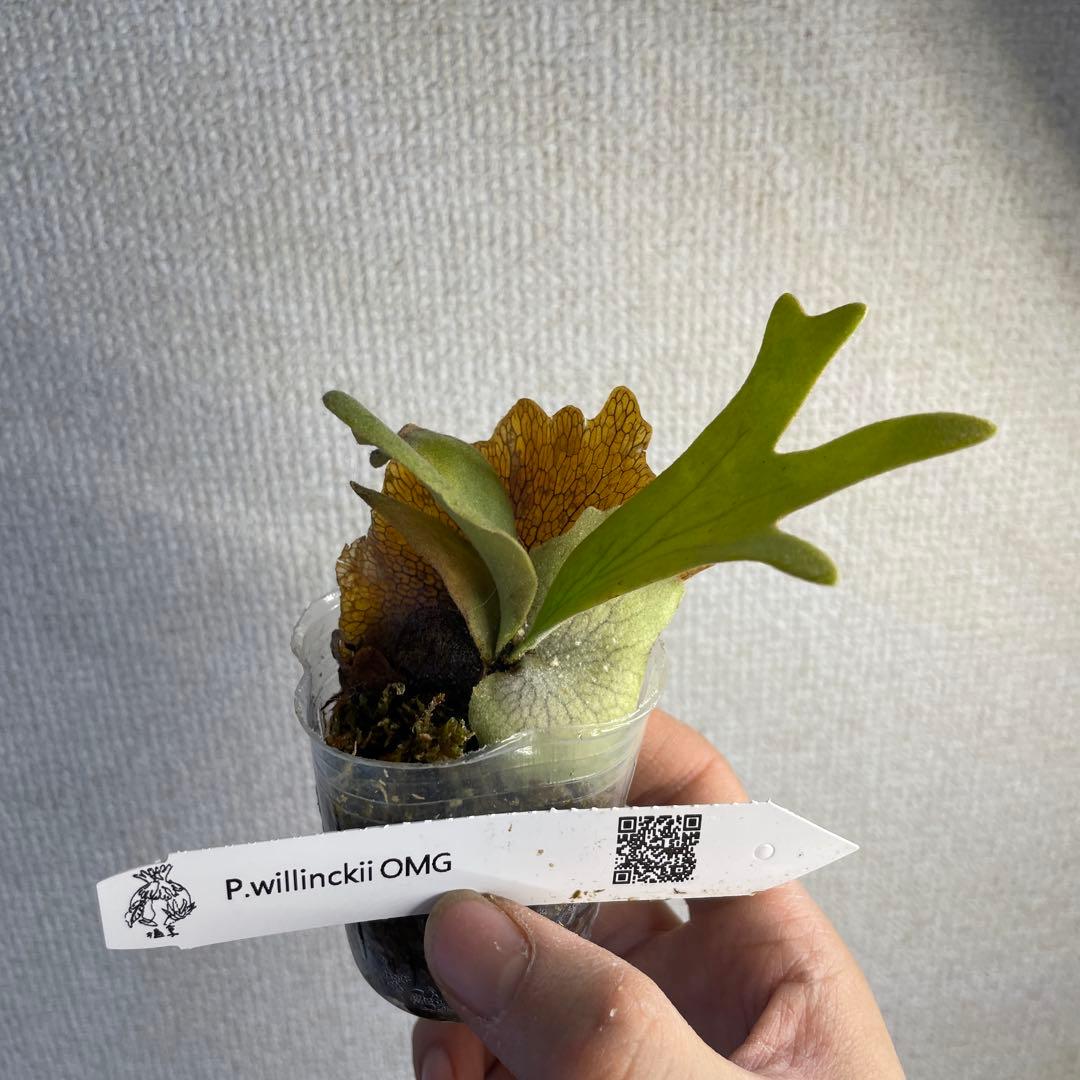 P.Willinckii 'OMG' spore - メルカリ