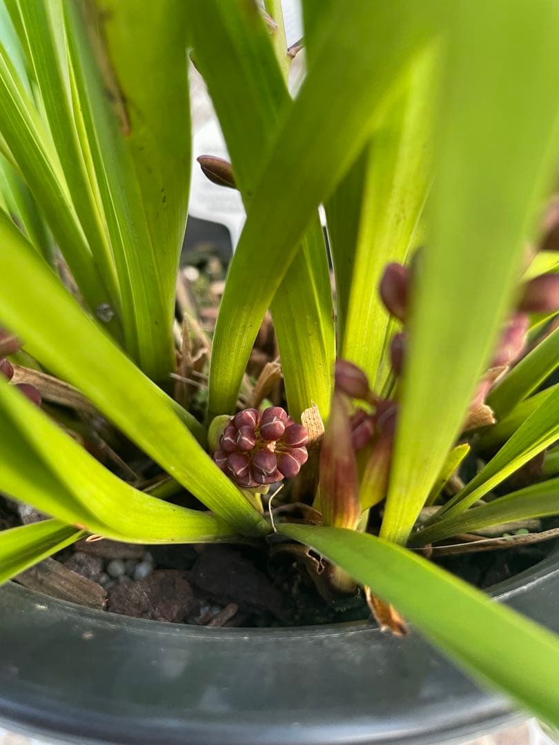 R8年キンリョウヘン花芽10本#3 - メルカリ