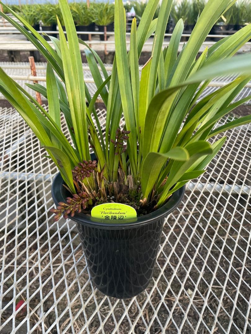 R8年キンリョウヘン花芽10本#3 - メルカリ