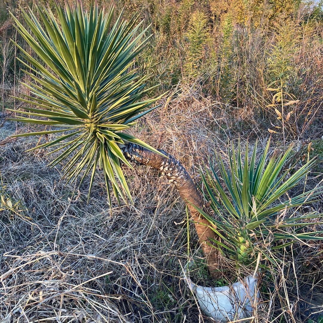 JP様 リクエスト 2点 まとめ商品の通販はau PAY マーケット - 輸入雑貨