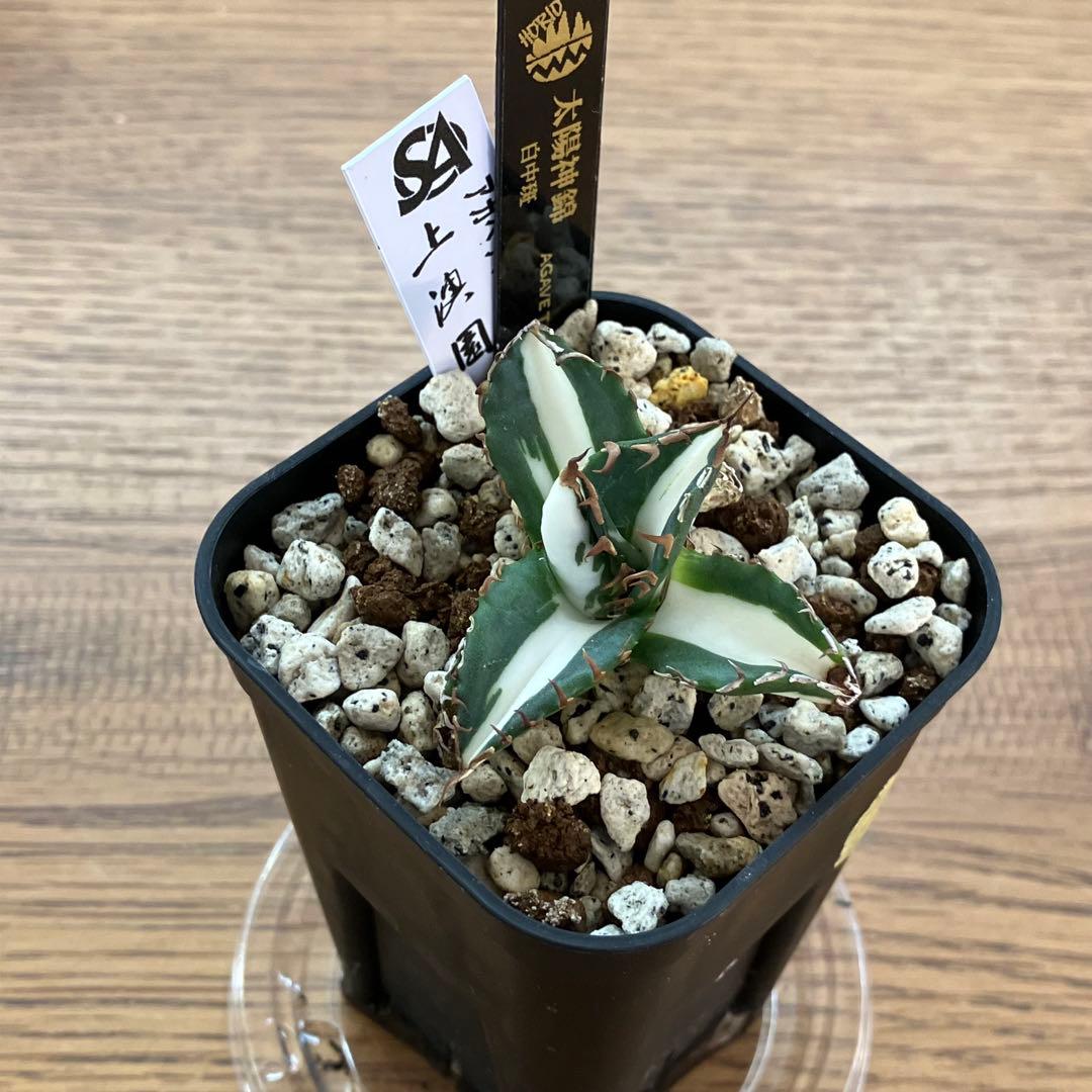 Pinky☆もんちぃ　速達【鉢ごと発送】アガべ　太陽神錦　白中斑　TC