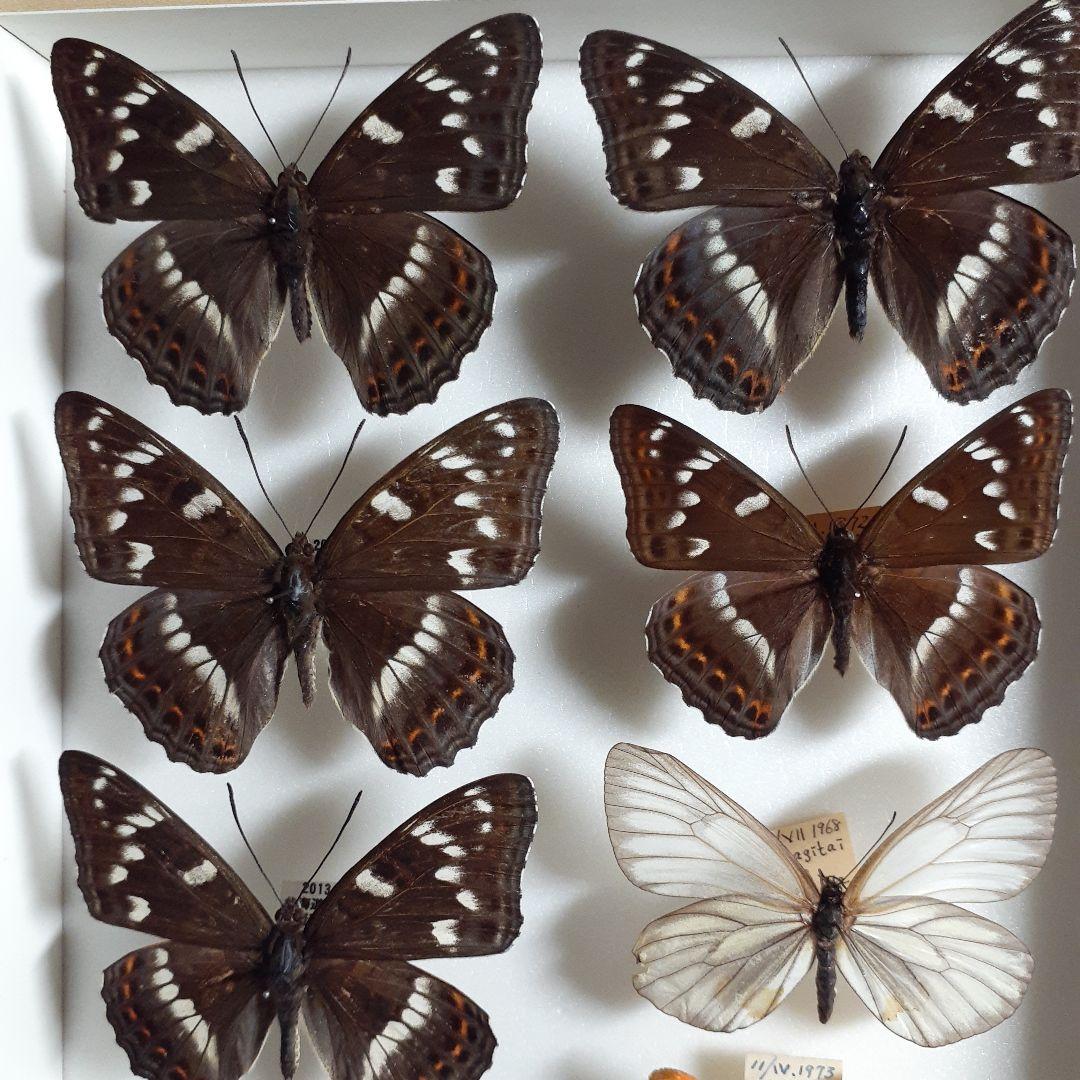 蝶標本 オオイチモンジ、クモマツマキチョウ、ミヤマシロチョウ