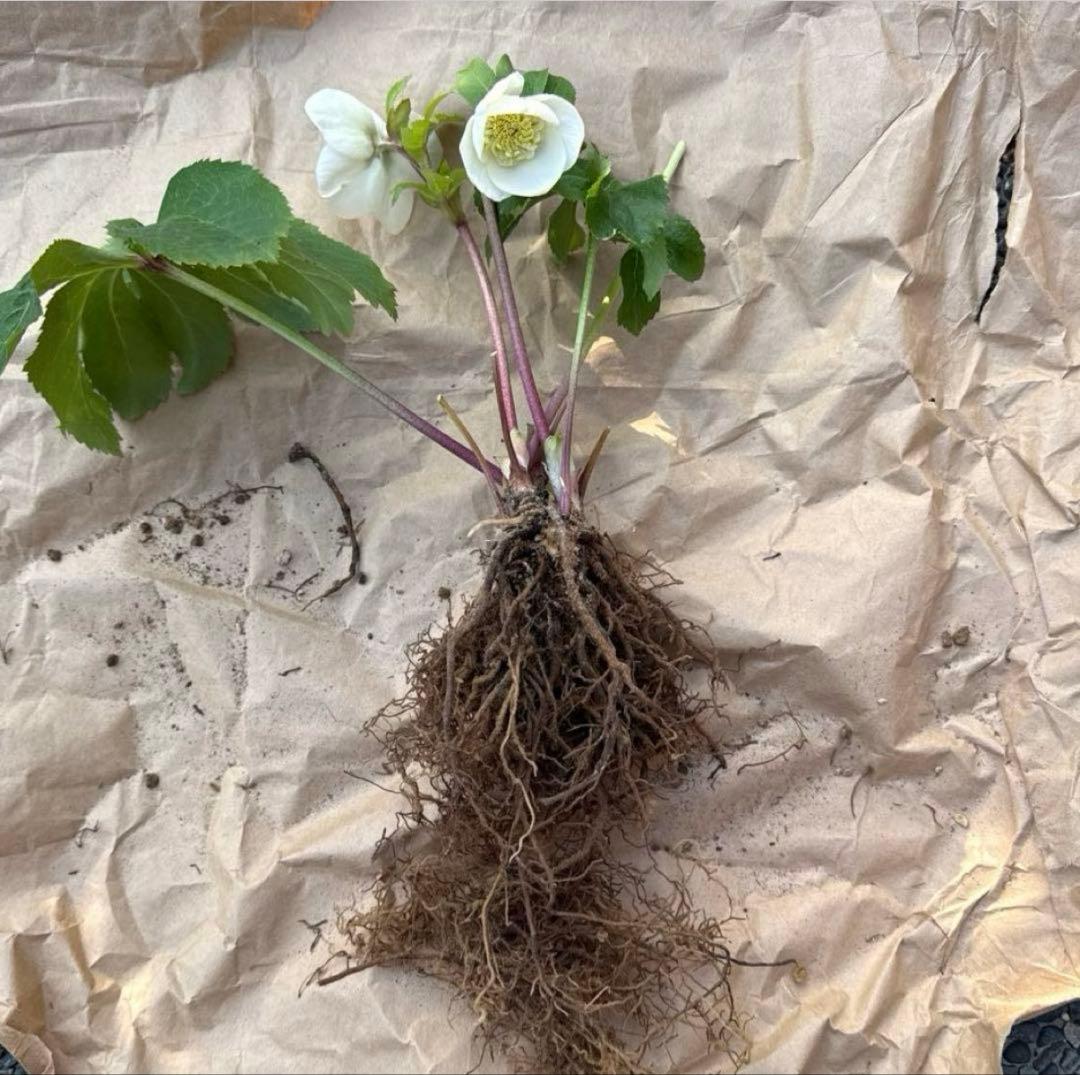 □加藤農園□ 強香 今シーズン株分け クリスマスローズ - メルカリ