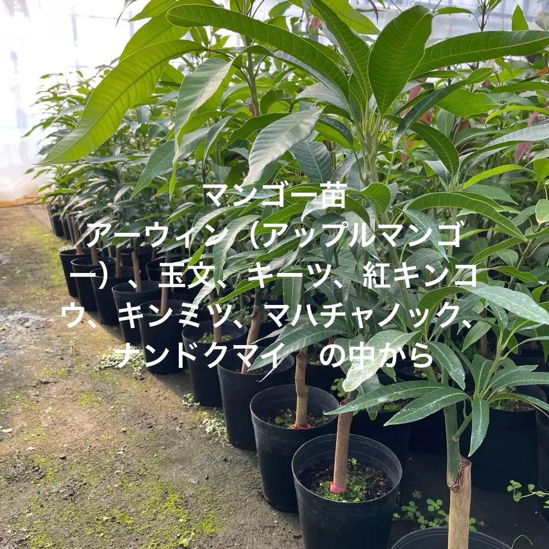 マンゴー苗 6号サイズ - メルカリ