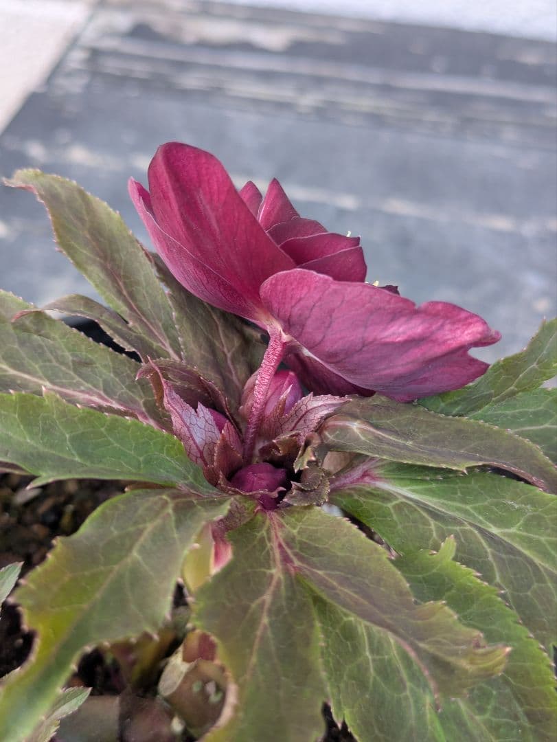 広瀬園芸 クリスマスローズ 多弁ダブル 【ベルベットレッド】 極美個体