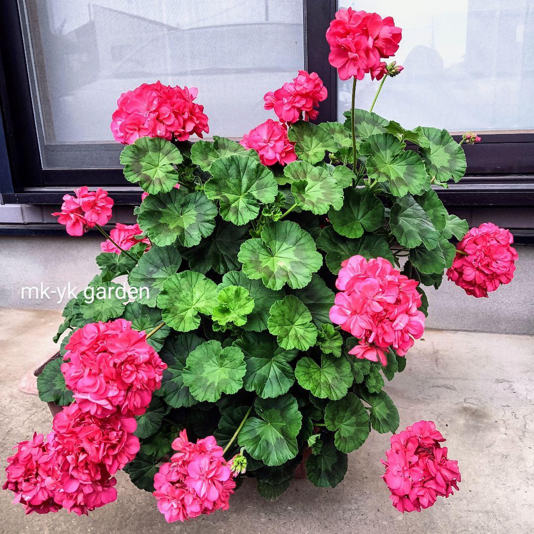 ゼラニウム 苗 濃いピンク 八重咲 ゼラニューム苗 ゼラニウム苗 花苗