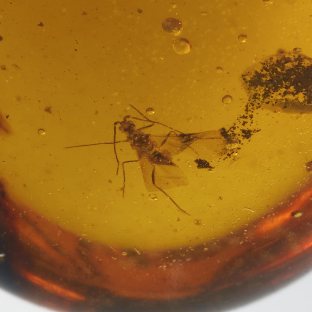 ZB373虫入り琥珀化石 ミャンマー カムティかタナイ産 9900万年前