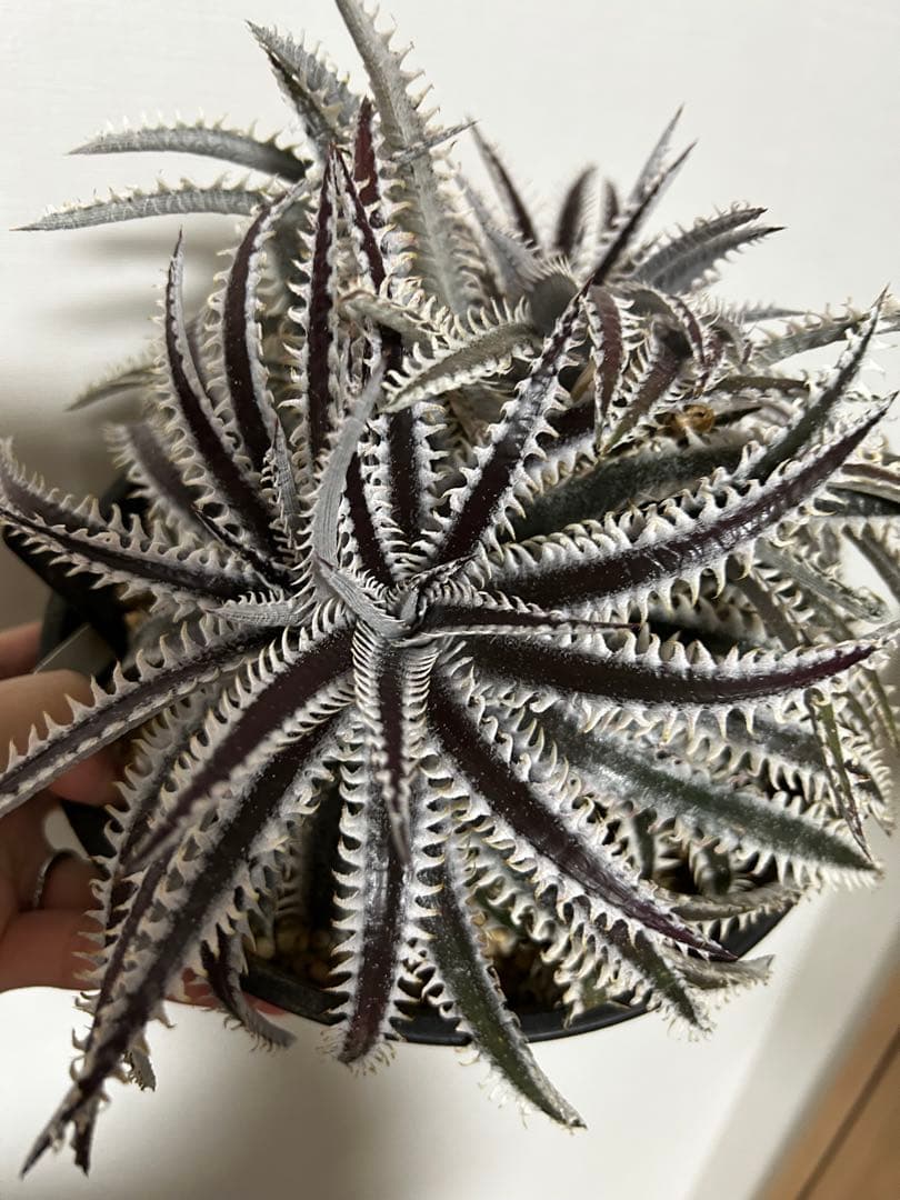 Dyckia Smilodon amazonico hybrid - メルカリ