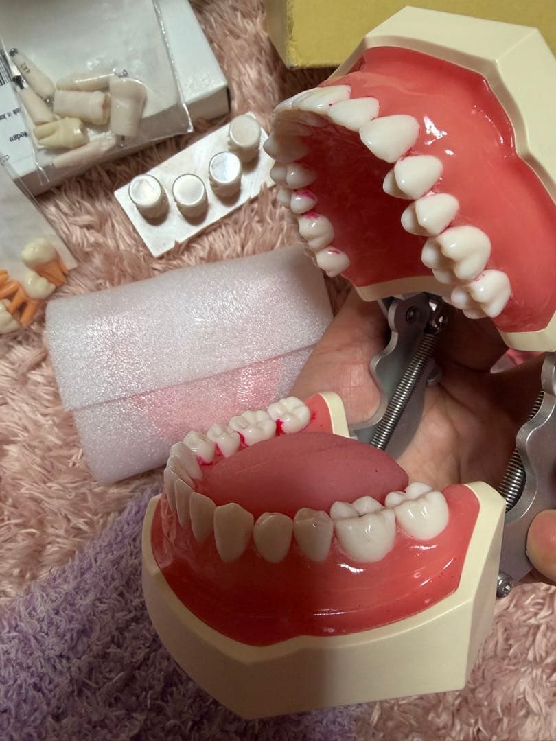 NISSIN 顎模型 頬粘膜 歯科衛生士 セット - メルカリ